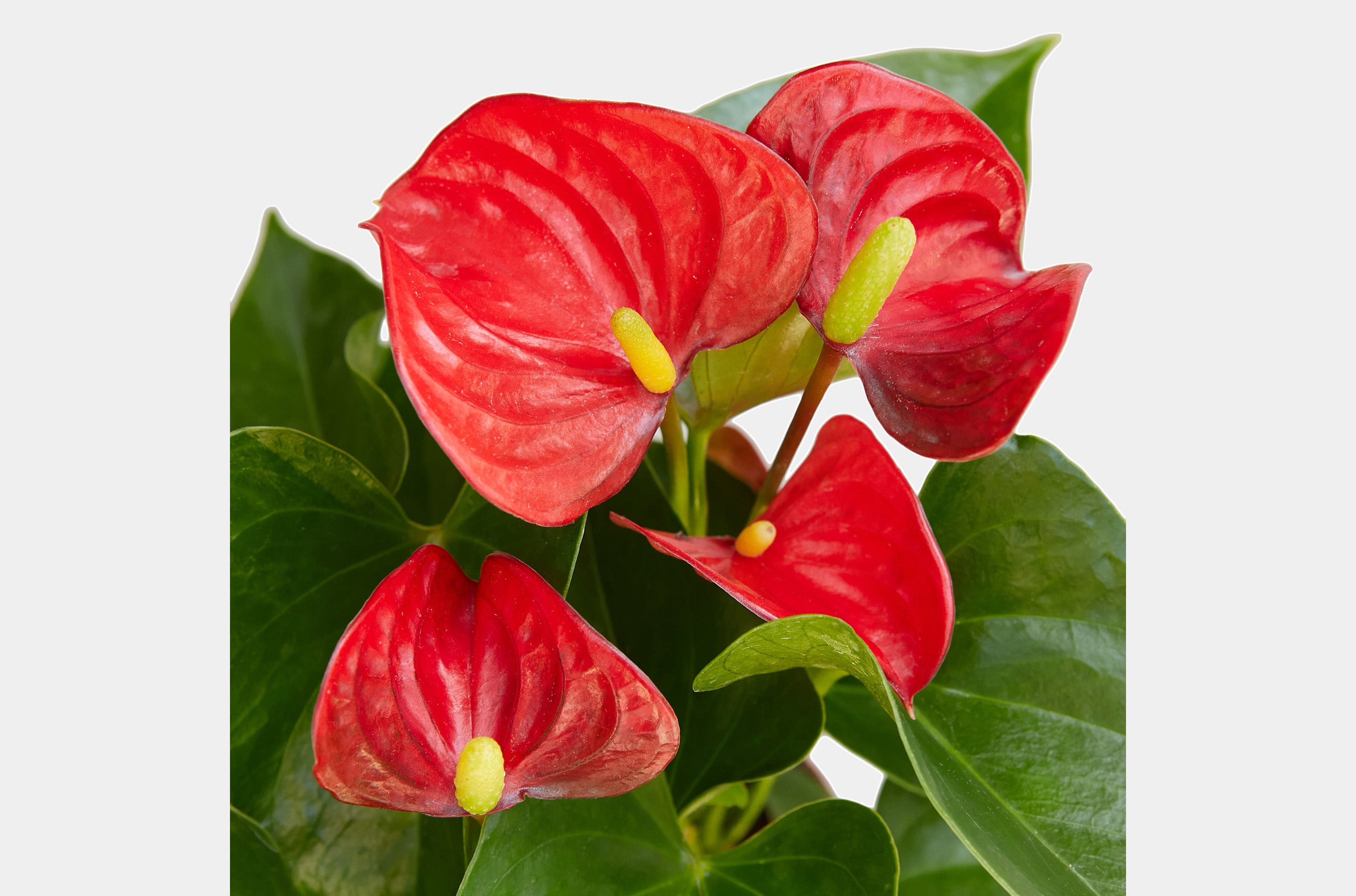 How to care for your live Anthurium plants