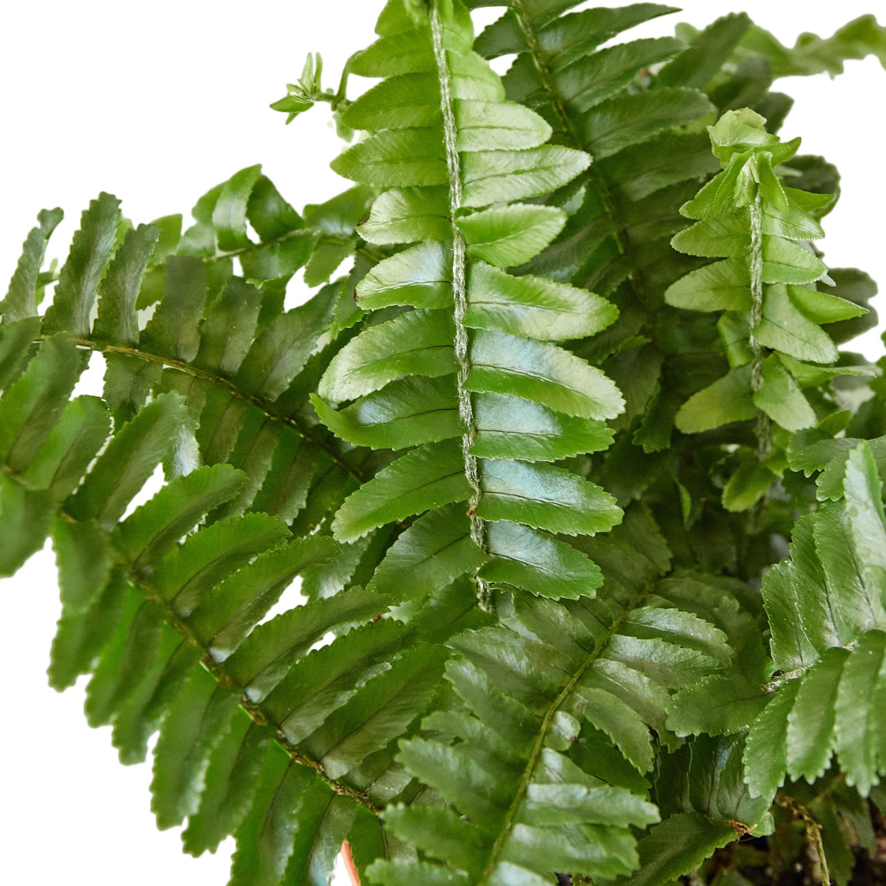 Live fern plant care guides