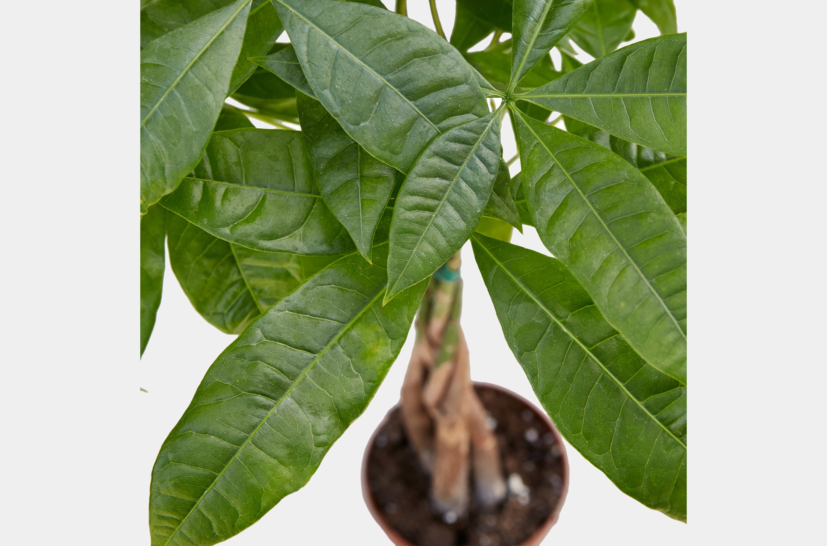 How to care for your Braided Pachira Money Tree plant
