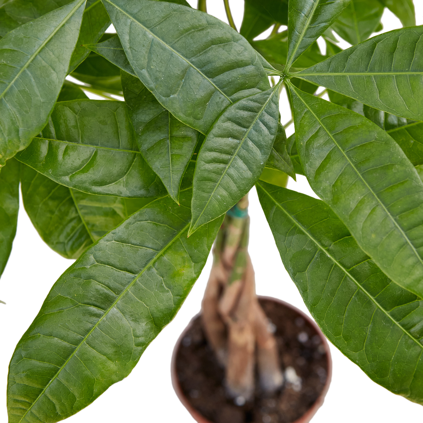 5 Facsinating Facts About the Money Tree - Guiana Chestnut