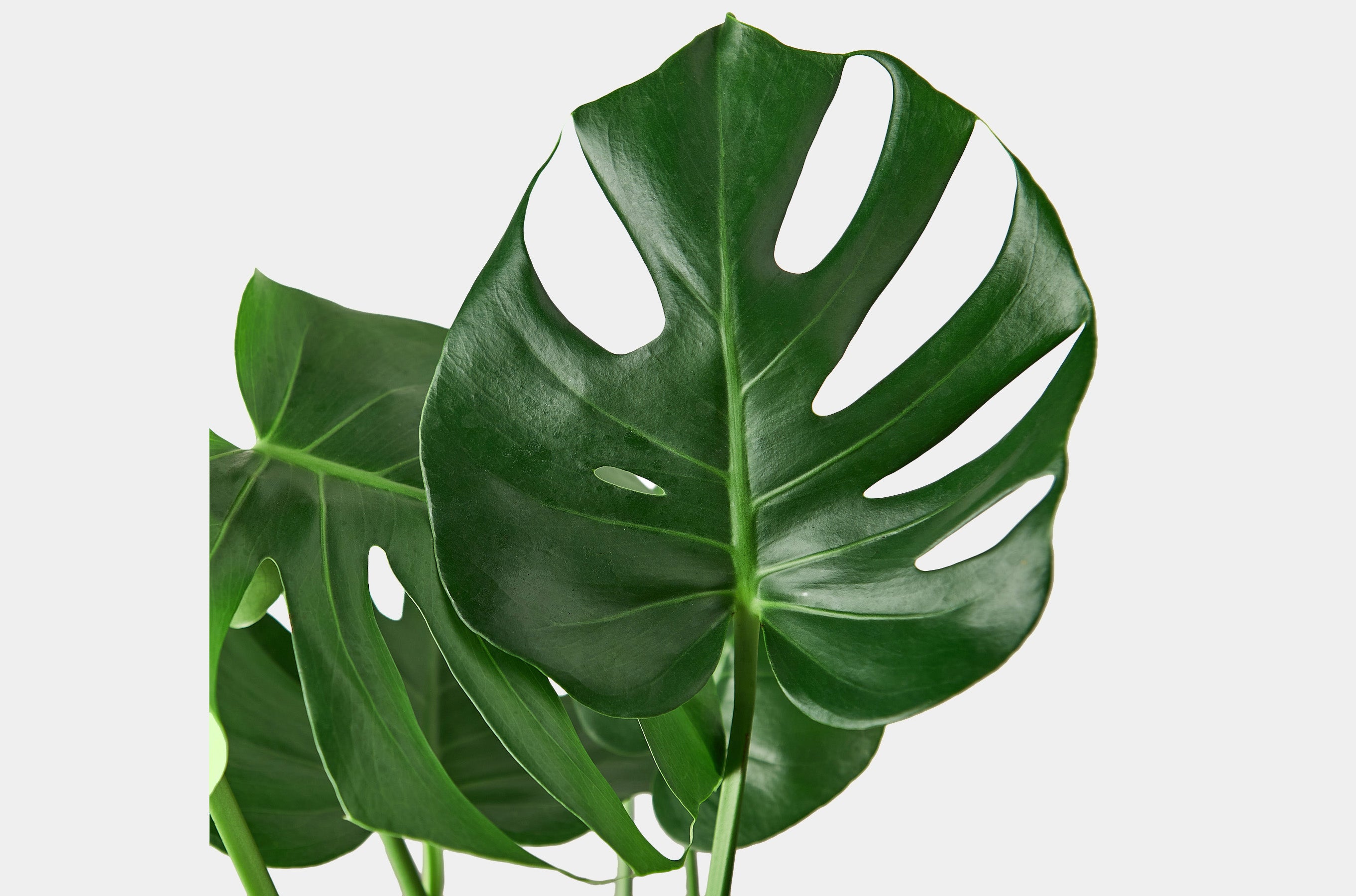 How to care for your live Philodendron houseplants