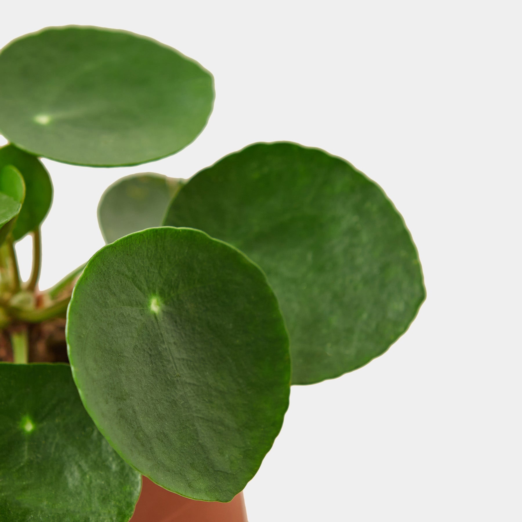 PILEA PEPEROMIOIDES 'CHINESE MONEY' Plant Care Tips
