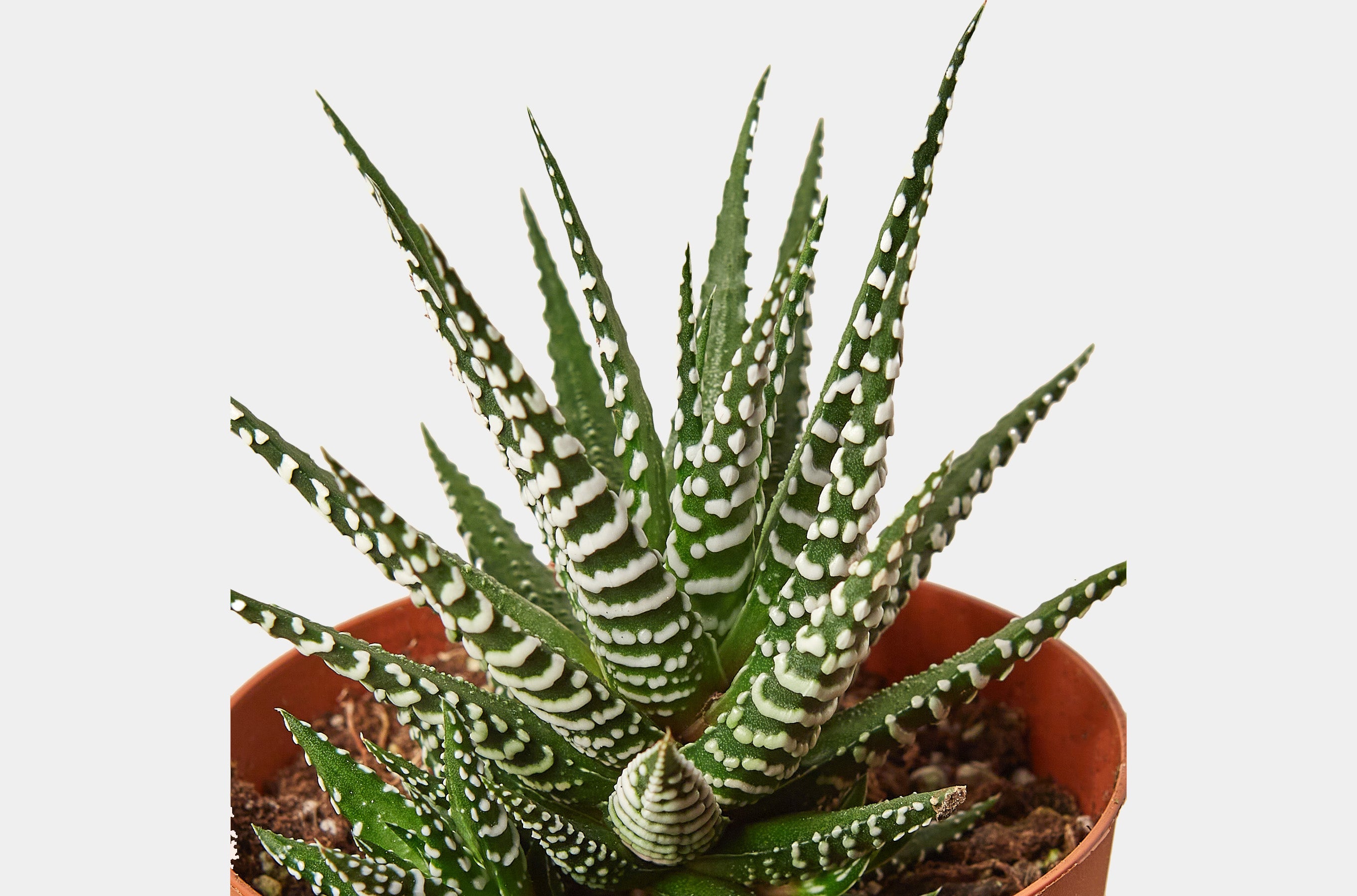 How to care for your Haworthia Zebra succulent plants