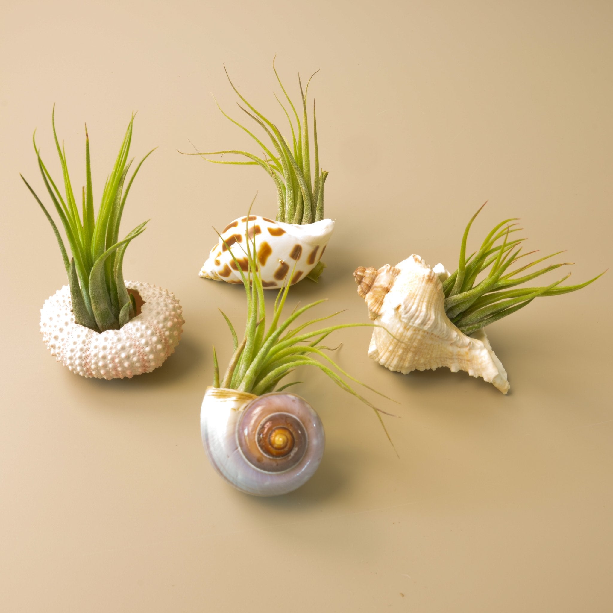 How to care for your Tillandsia air plants