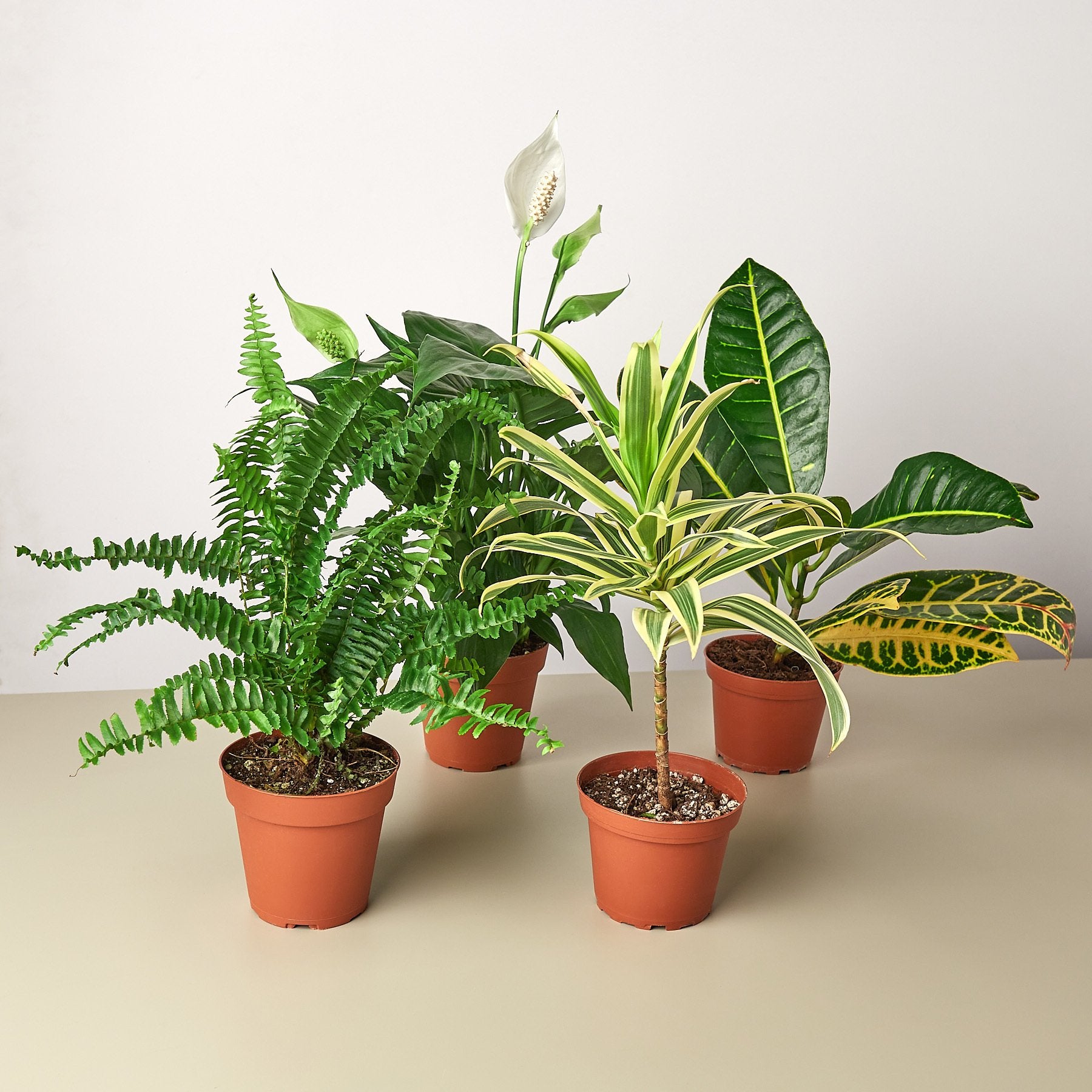 Most Popular Houseplants of 2020