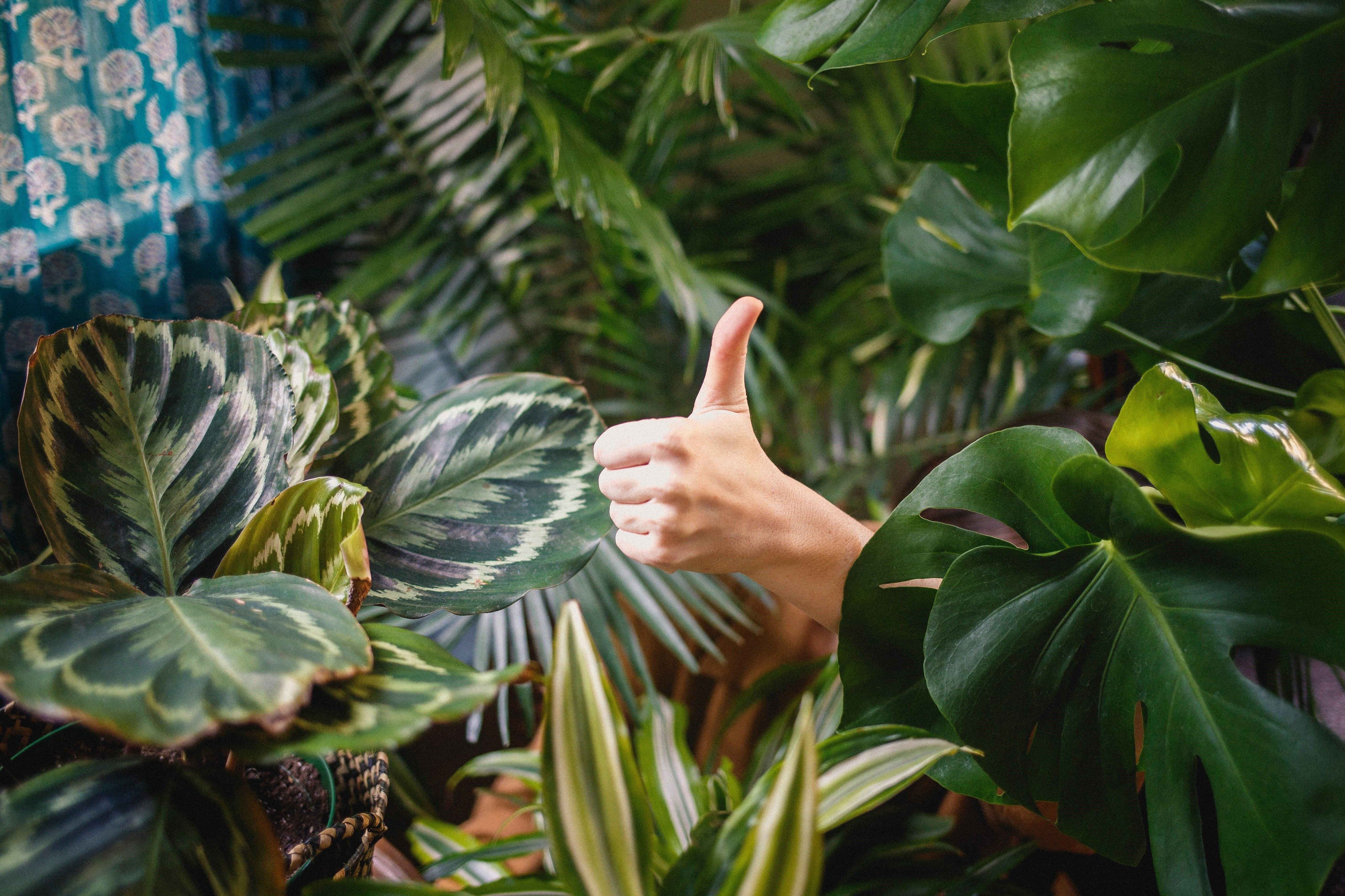 Plant Care 101 - Keeping Your Houseplant Happy