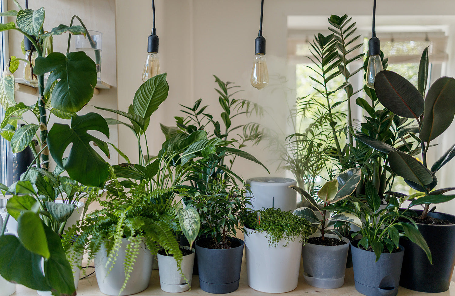 Top 5 Houseplants That Thrive in the Dark
