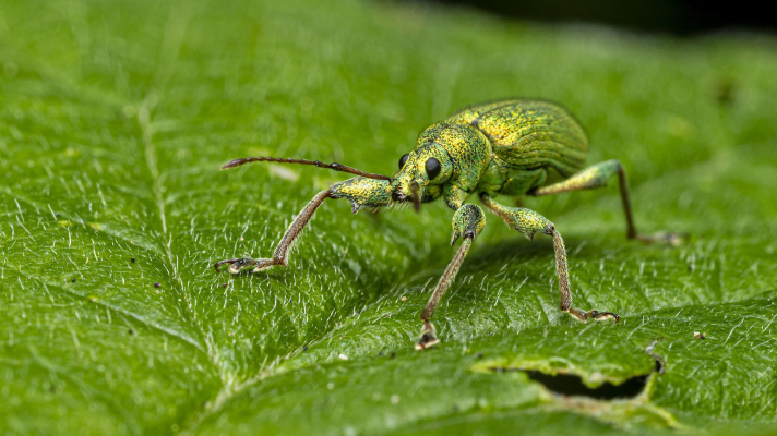 My houseplant has bugs, now what...
