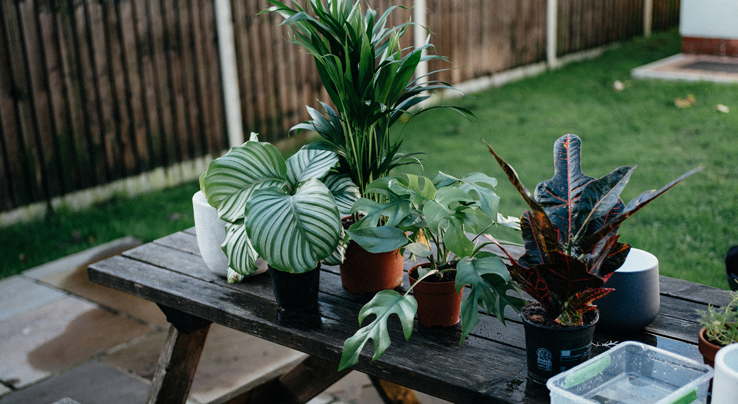 What to Consider Before Moving Indoor Plants Outdoors for Summer