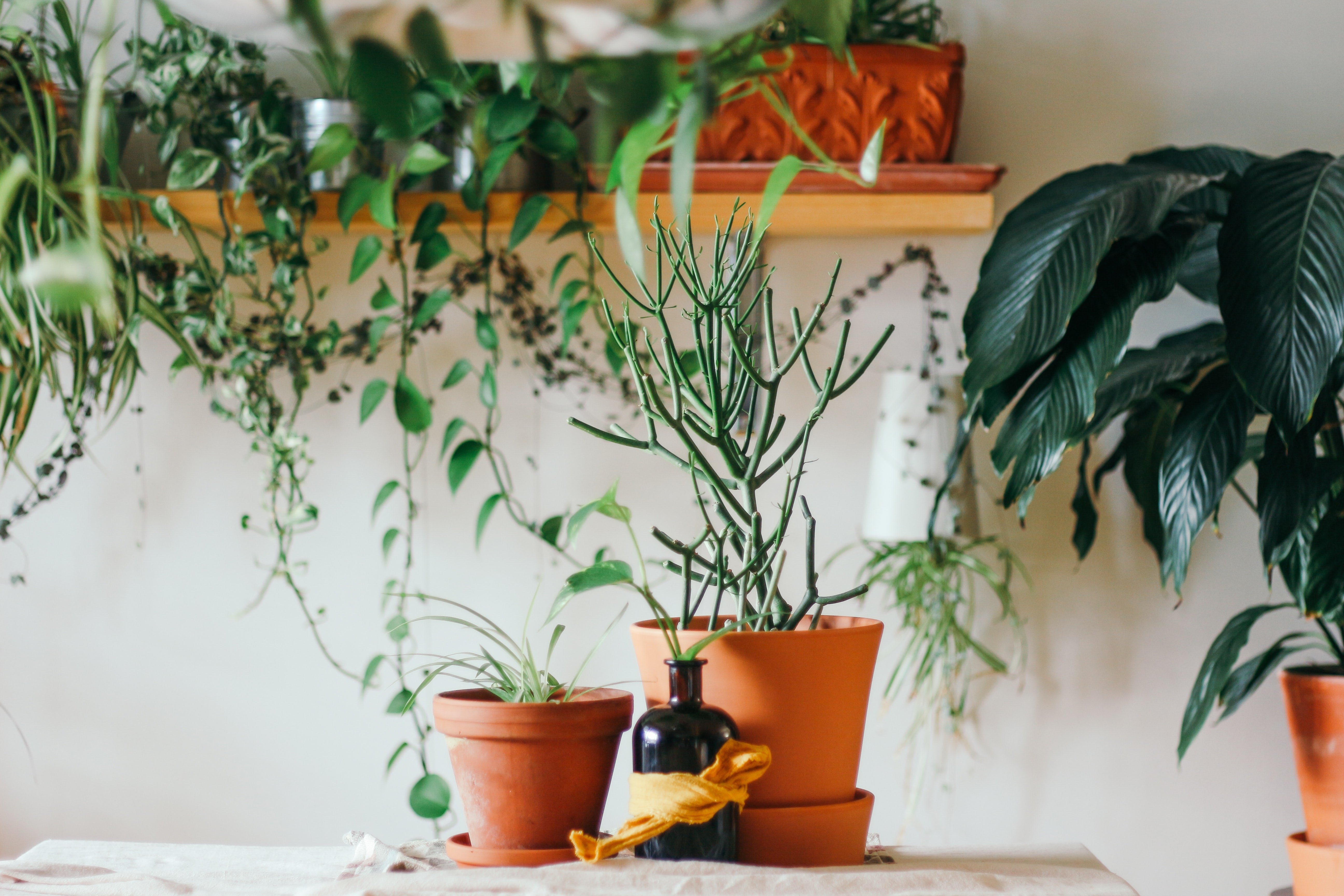 How to repot your houseplant