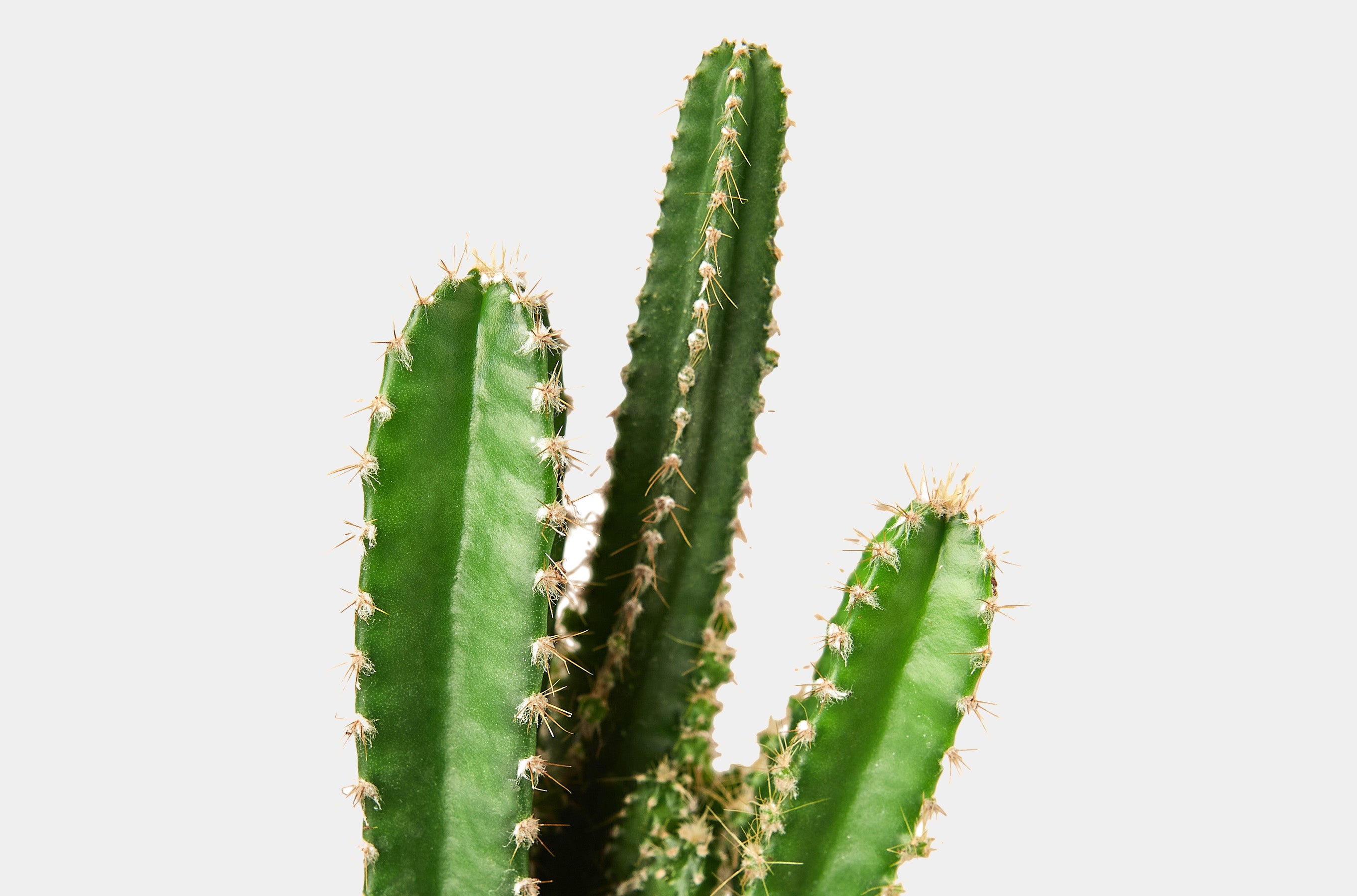 How to care for your Cactus plants