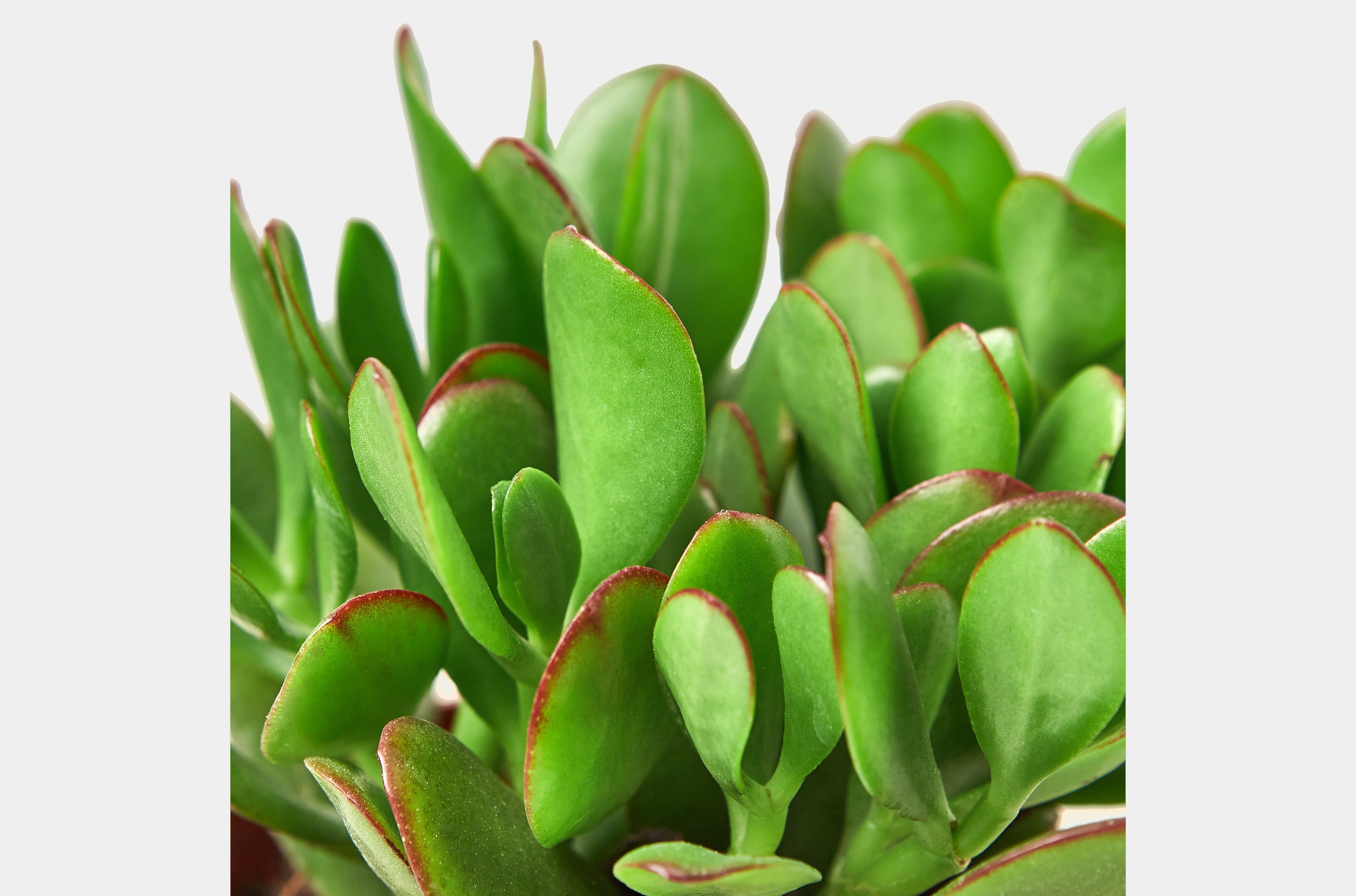 How to care for your Crassula Jade succulent plants