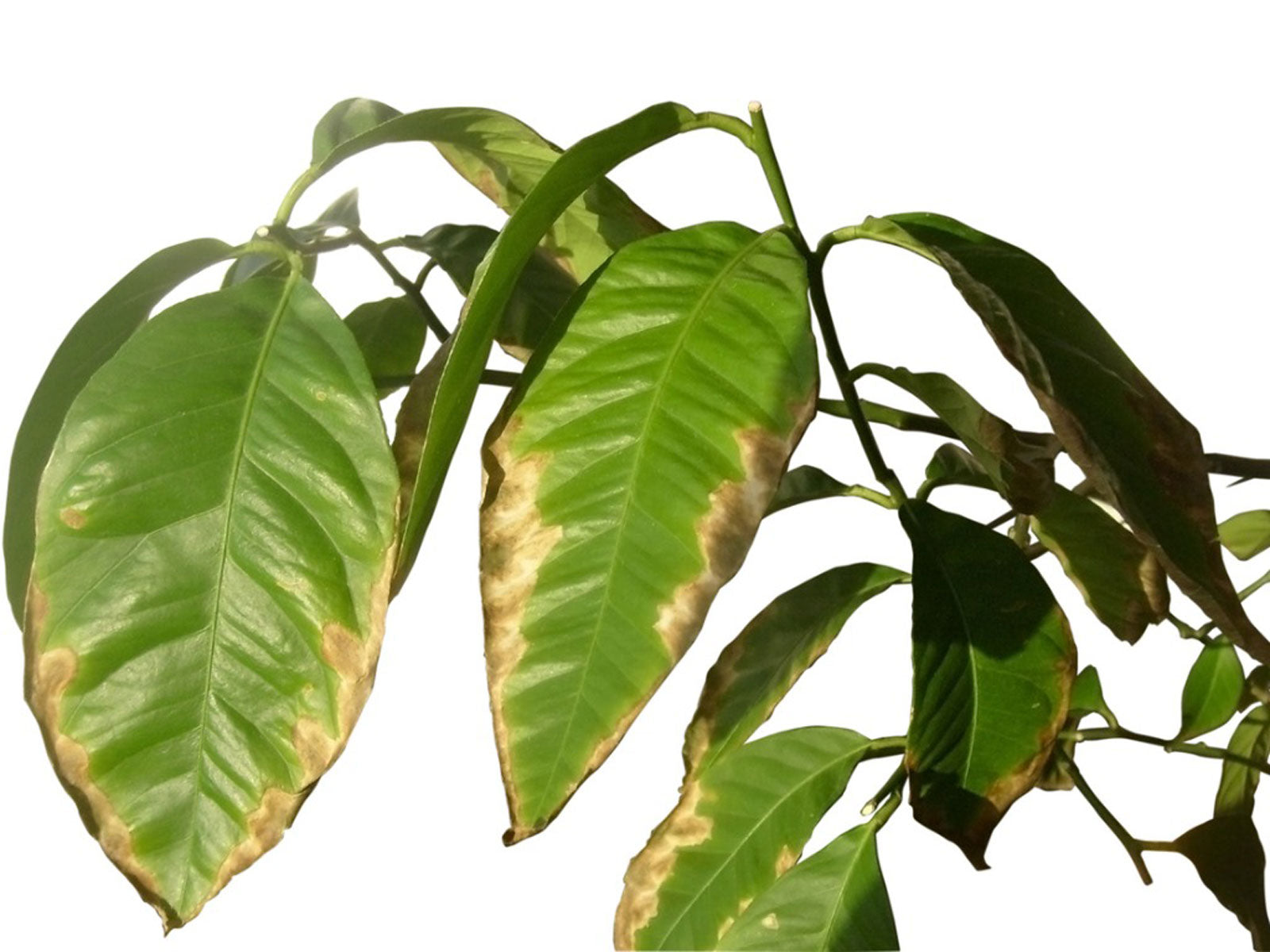 Why the Tips of Your Houseplant's Leaves Are Turning Brown