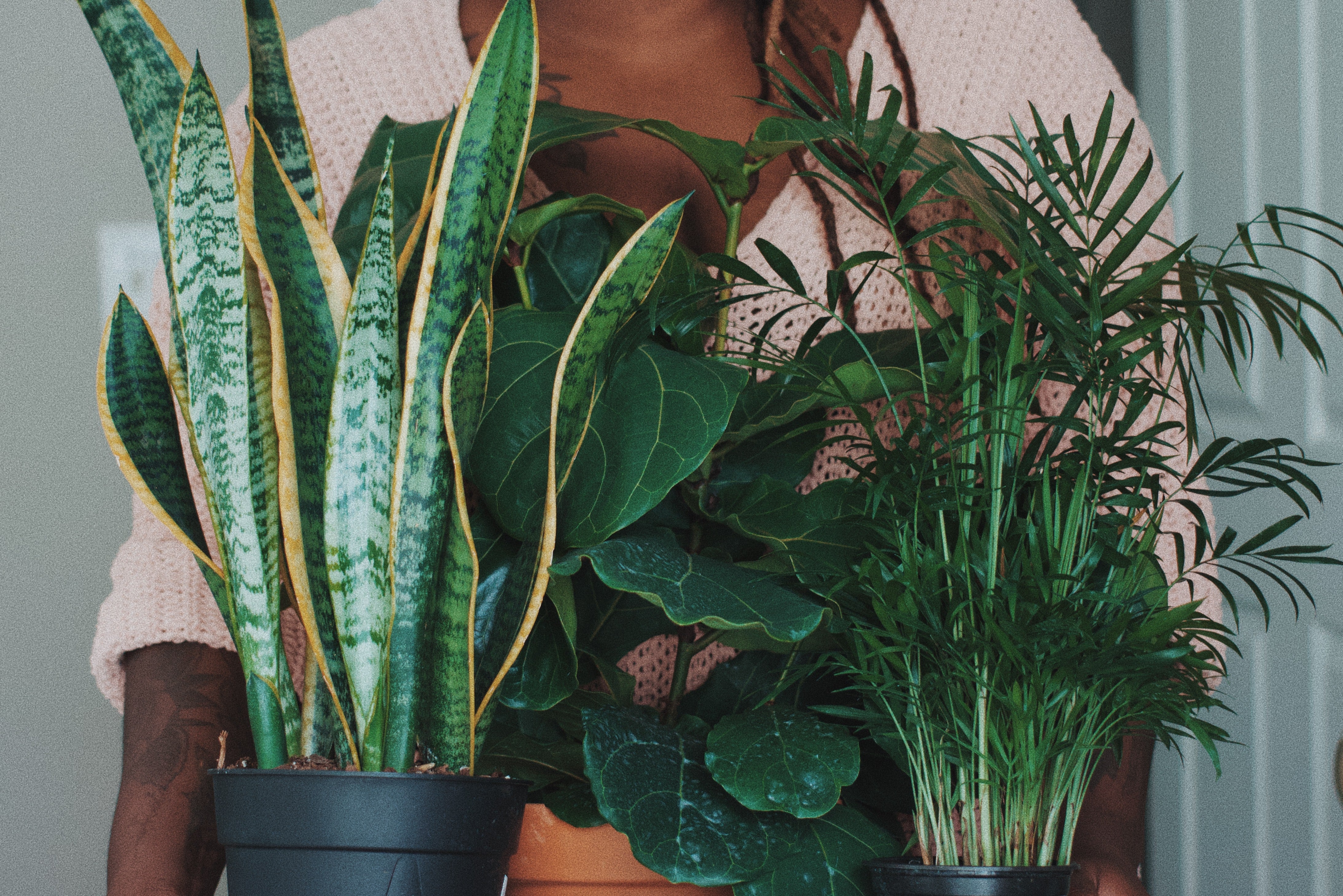 Top Houseplants of 2021 - Year in Review